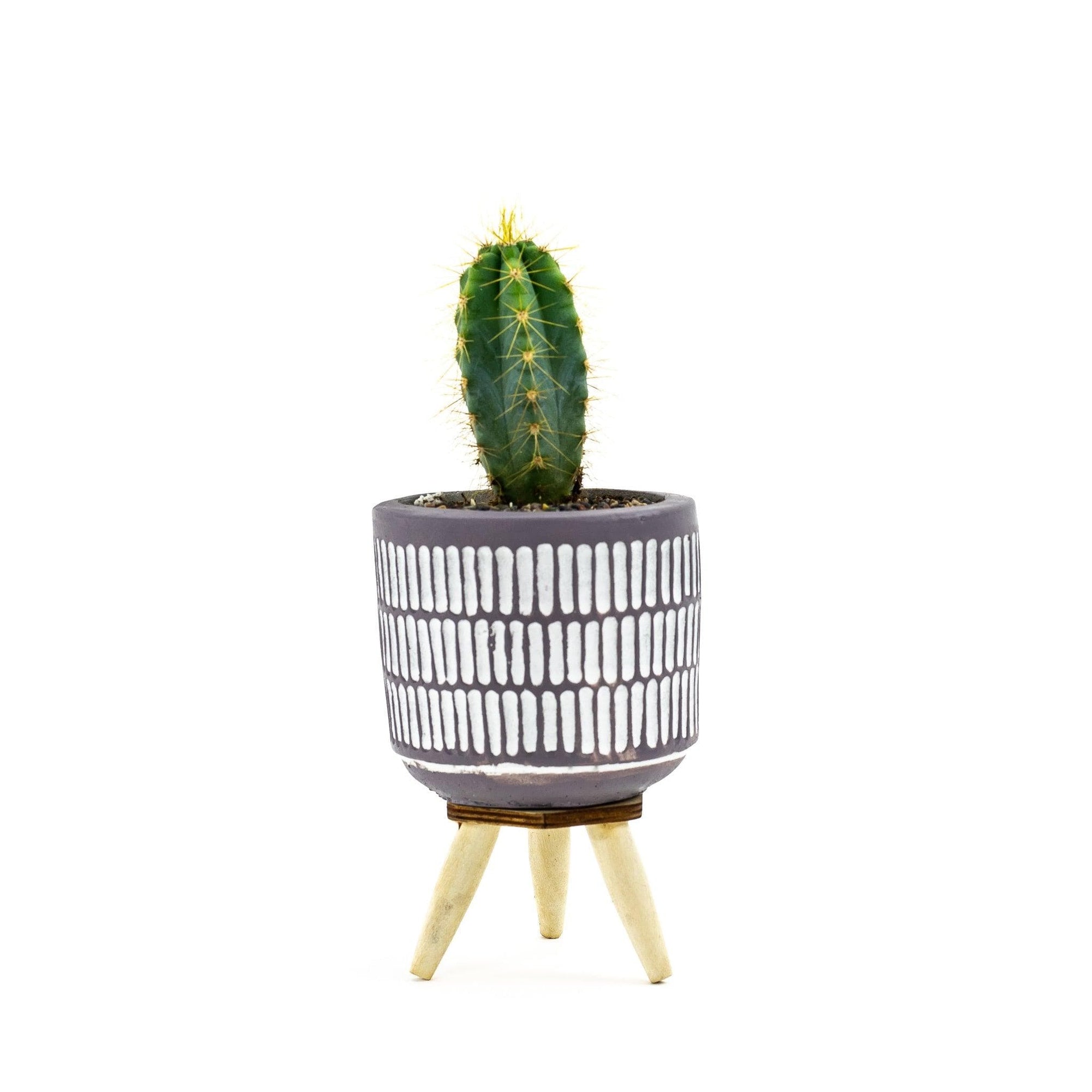 Three Legged Mini Cactus - Green Fresh Florals + Plants