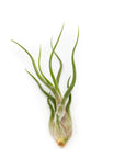 Tillandsia caput medusae - Green Fresh Florals + Plants