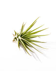 Tillandsia espinosae - Green Fresh Florals + Plants