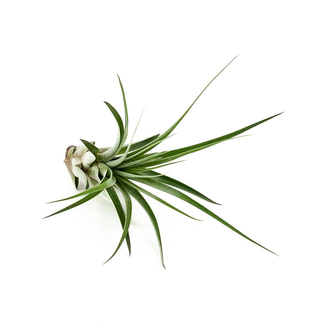 Tillandsia fasciculata - Green Fresh Florals + Plants