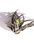 Tillandsia harrisii - Green Fresh Florals + Plants