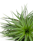 Tillandsia Houston green compact - Green Fresh Florals + Plants