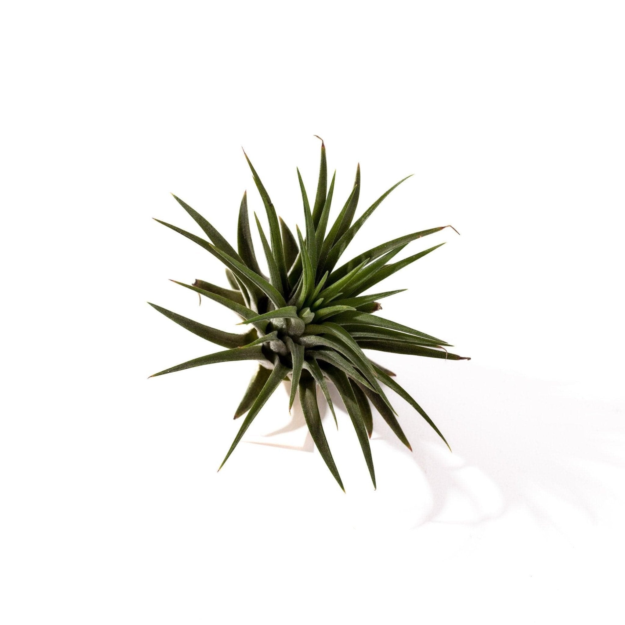 Tillandsia ionantha - Green Fresh Florals + Plants