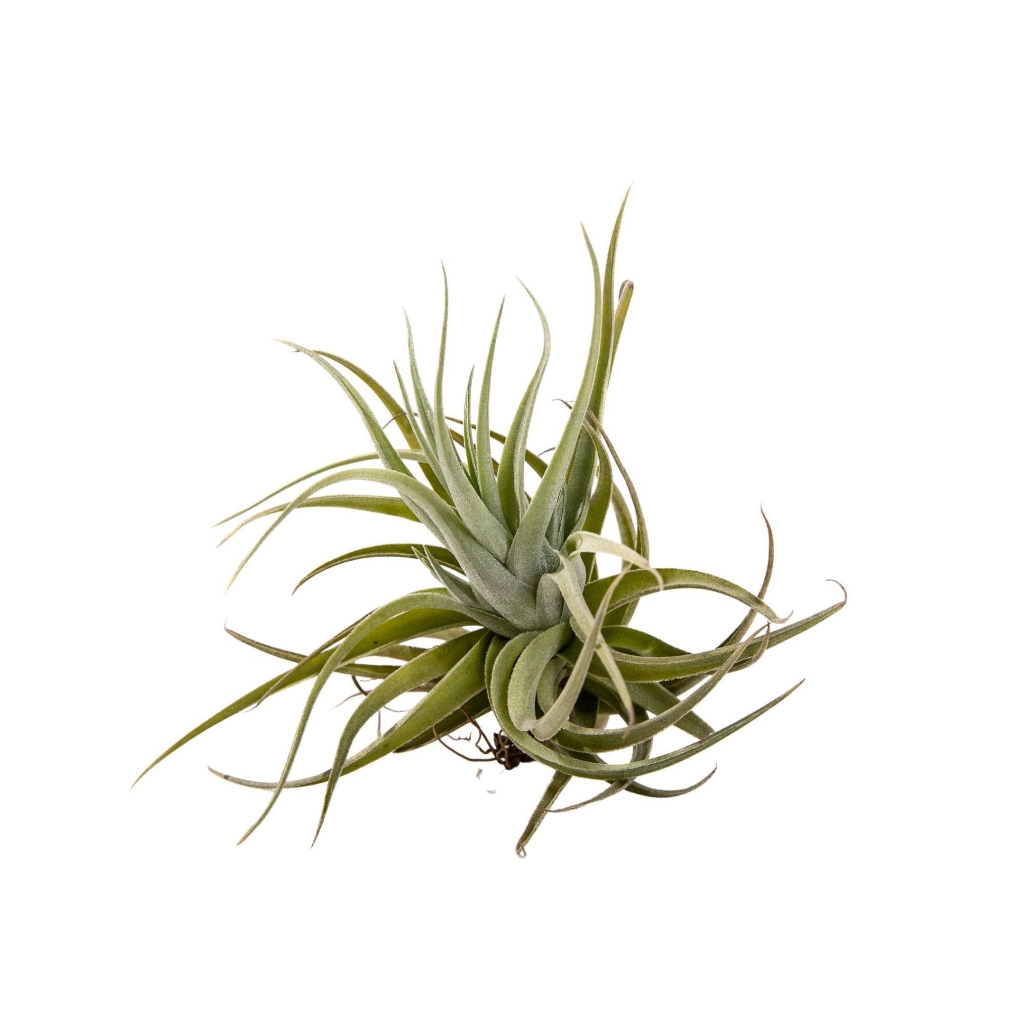 Tillandsia leonamiana - Green Fresh Florals + Plants