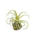 Tillandsia streptophylla - Green Fresh Florals + Plants