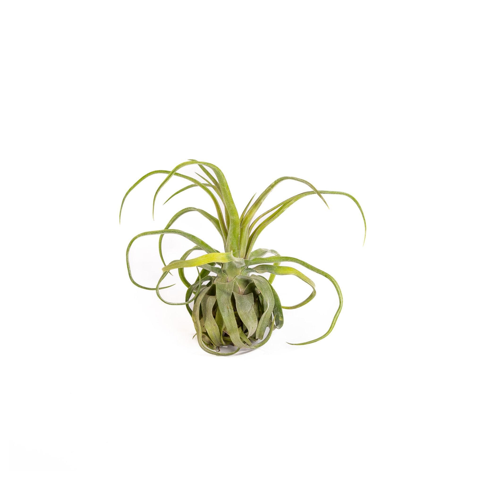 Tillandsia streptophylla - Green Fresh Florals + Plants