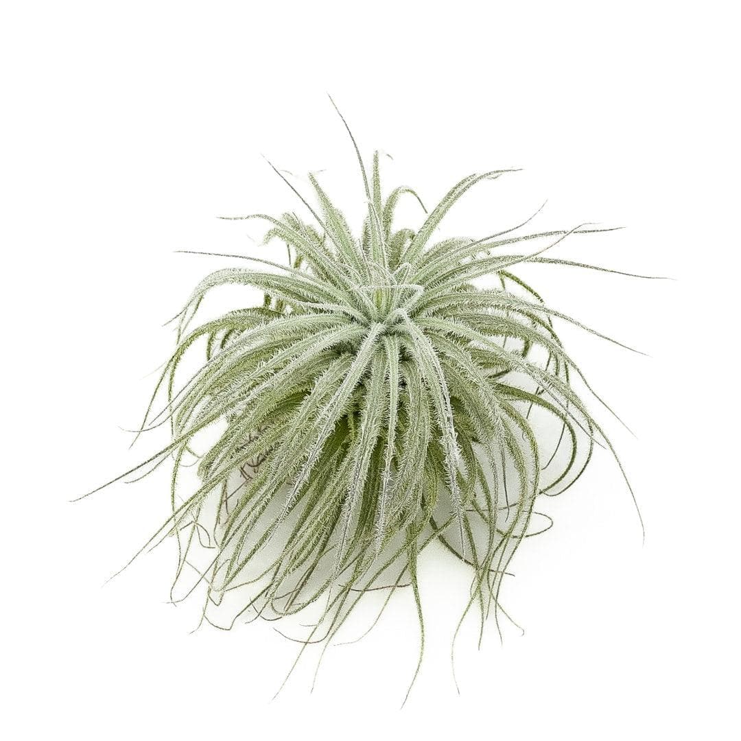 Tillandsia tectorum ecuador - Green Fresh Florals + Plants