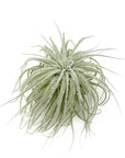 Tillandsia tectorum ecuador - Green Fresh Florals + Plants