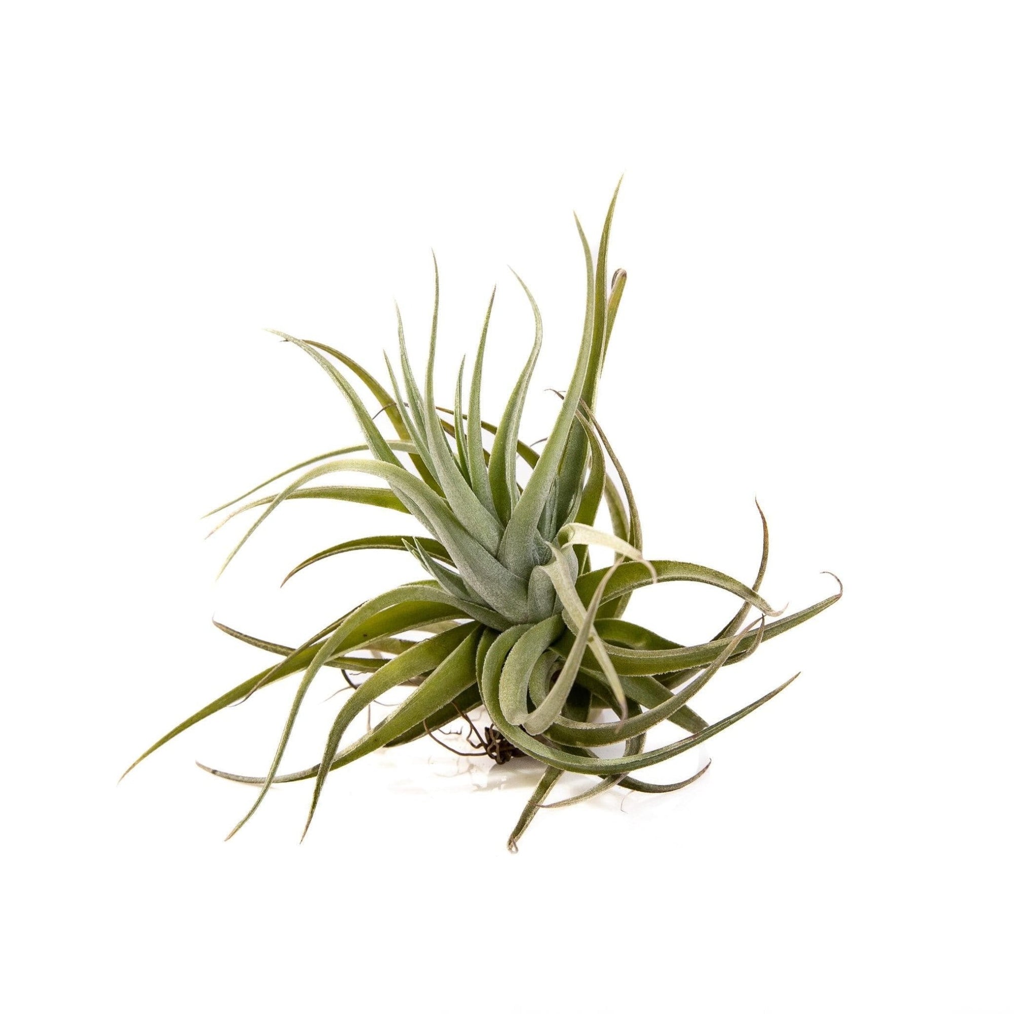 Tillandsia velutina - Green Fresh Florals + Plants