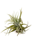 Tillandsia velutina - Green Fresh Florals + Plants