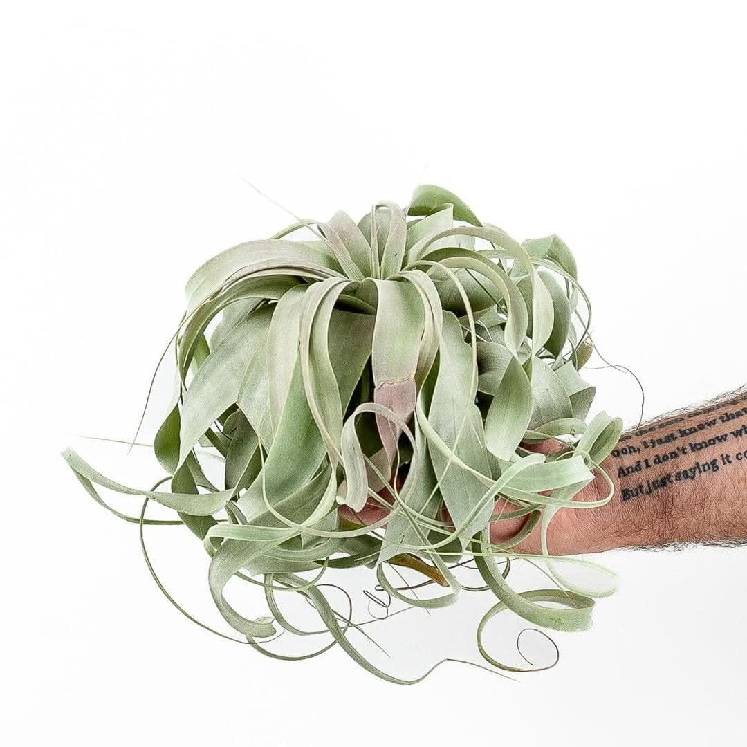 ティランジア　コレクション　Tillandsia xerographica レッド