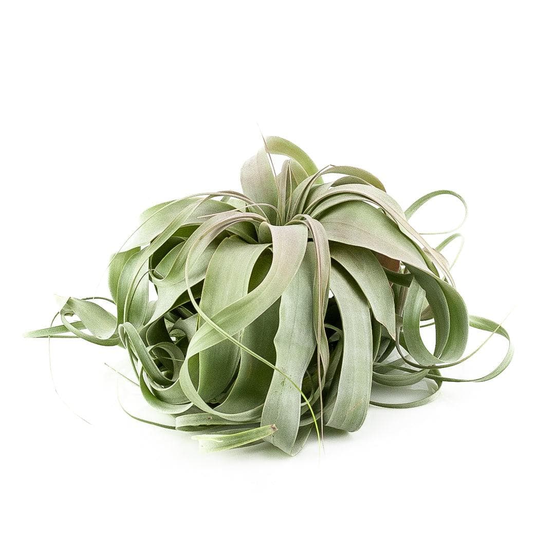 Tillandsia xerographica - Green Fresh Florals + Plants