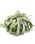 Tillandsia xerographica - Green Fresh Florals + Plants