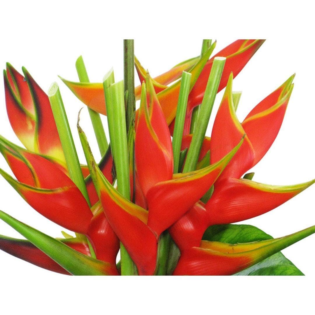 Tropical Fuego Heliconia - Green Fresh Florals + Plants