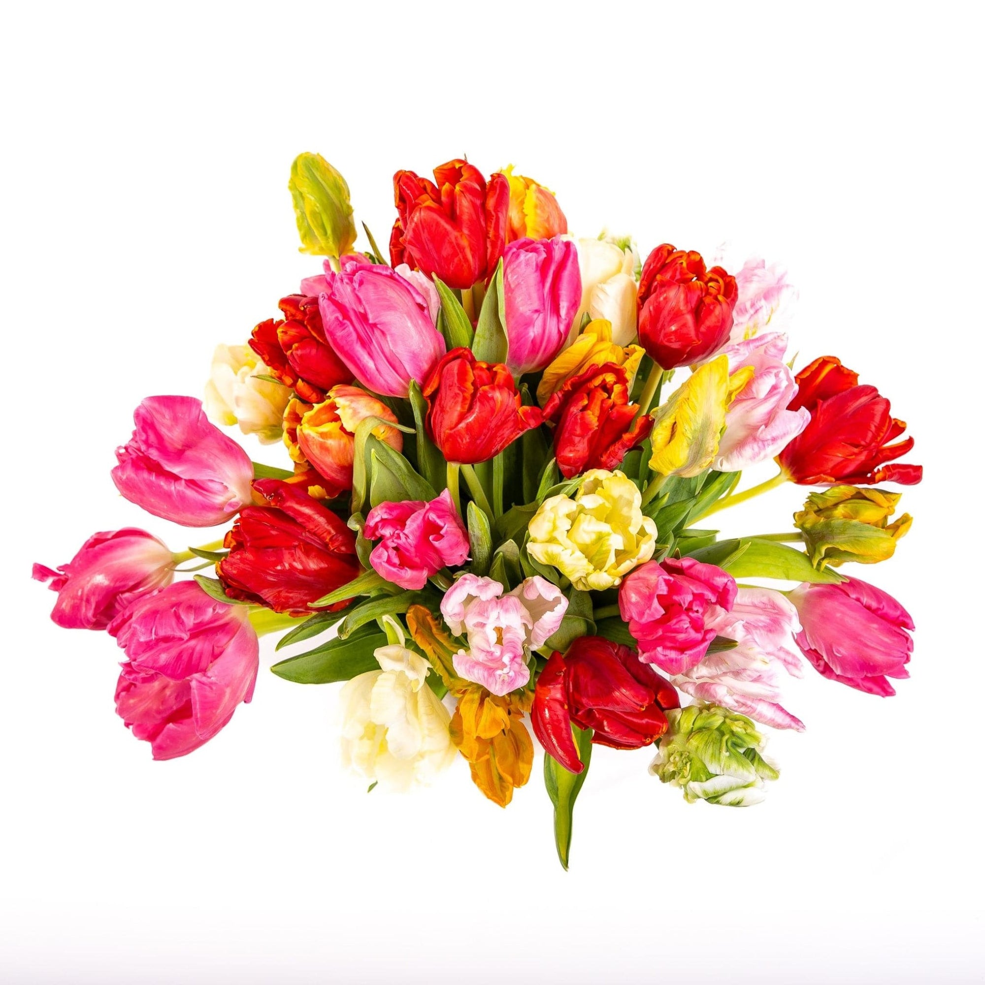 Tulip Celebration Designer Floral - Green Fresh Florals + Plants
