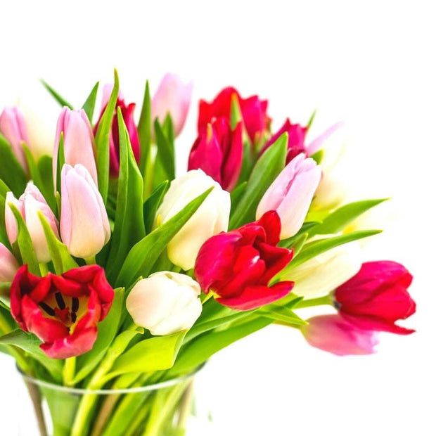 Tulip Lovers Delight - Green Fresh Florals + Plants