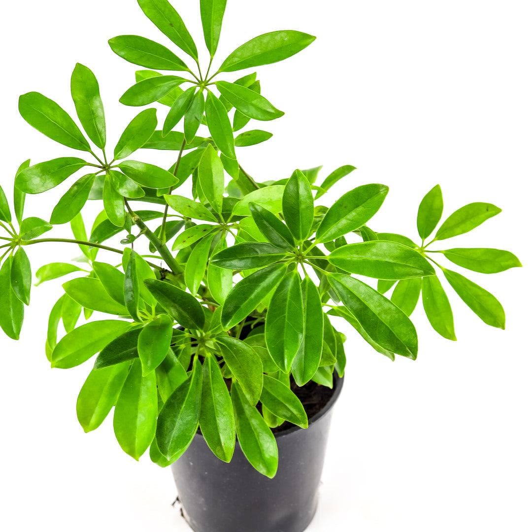 Umbrella Plant - Green Fresh Florals + Plants
