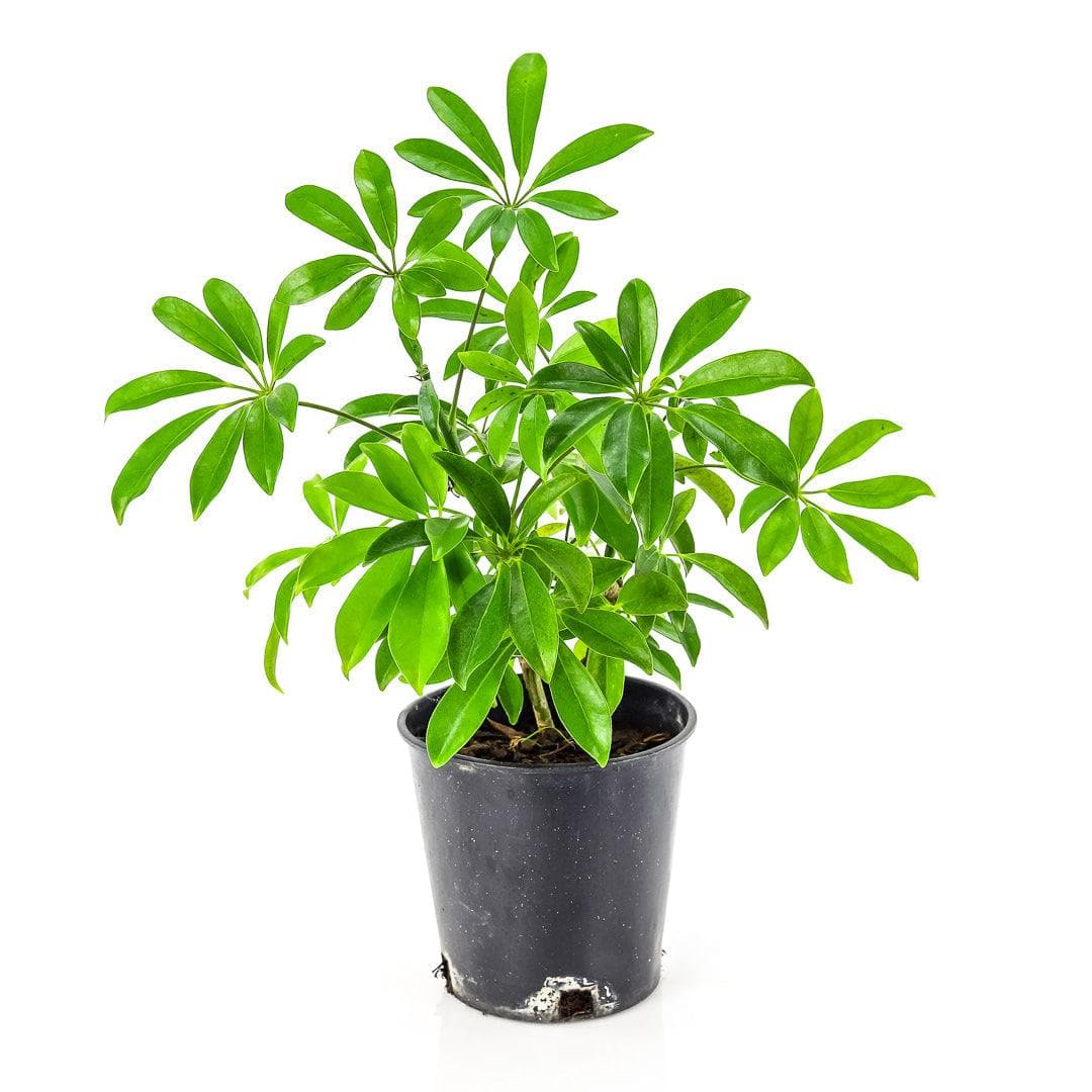 Umbrella Plant - Green Fresh Florals + Plants