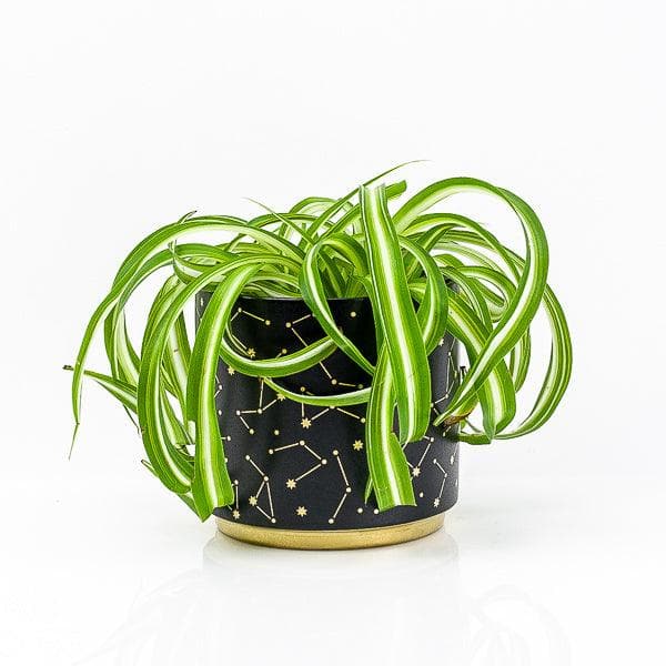 Universe Pot Collection - Green Fresh Florals + Plants