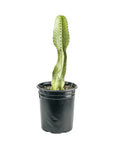 Variegated Desert Cactus - Green Fresh Florals + Plants