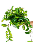 Variegated Hoya Carnosa Krimson Princess - Green Fresh Florals + Plants