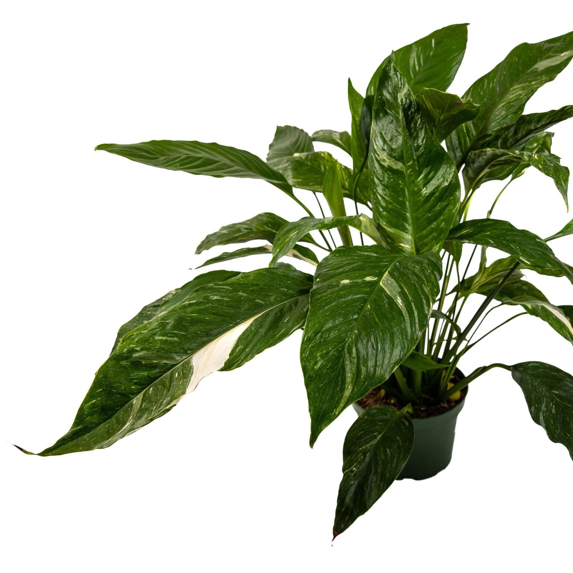 Variegated Peace Lily - Green Fresh Florals + Plants
