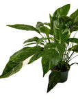 Variegated Peace Lily - Green Fresh Florals + Plants