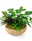 Verdant Trio Garden - Green Fresh Florals + Plants