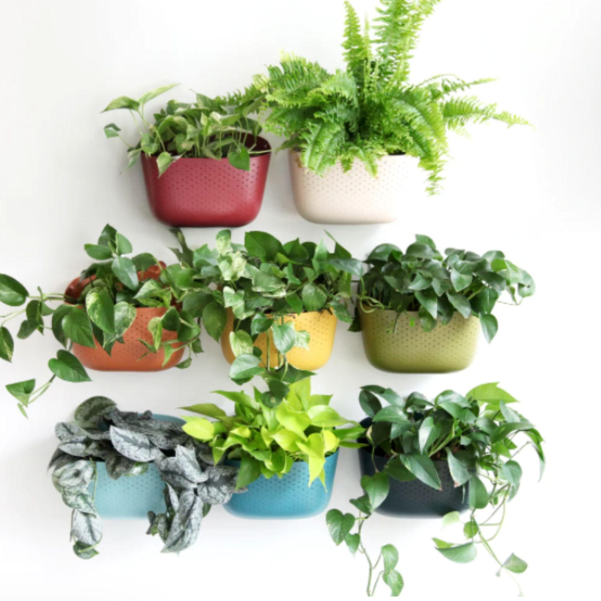 Wally Eco Living Wall Planter - Green Fresh Florals + Plants