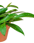 Wax Hoya - Green Fresh Florals + Plants