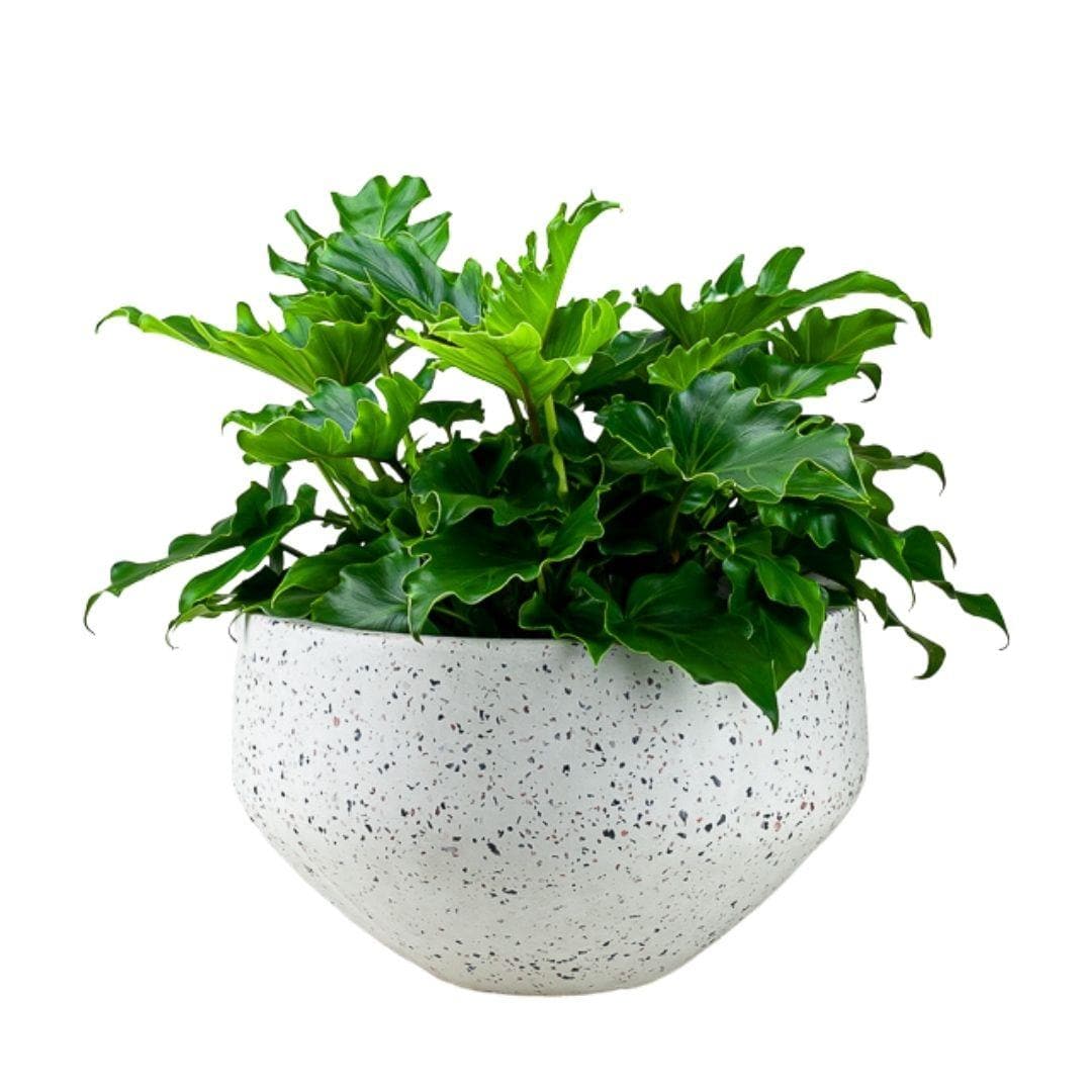 White Terrazzo Razzo Bowl - Green Fresh Florals + Plants