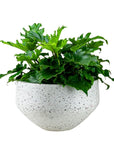 White Terrazzo Razzo Bowl - Green Fresh Florals + Plants