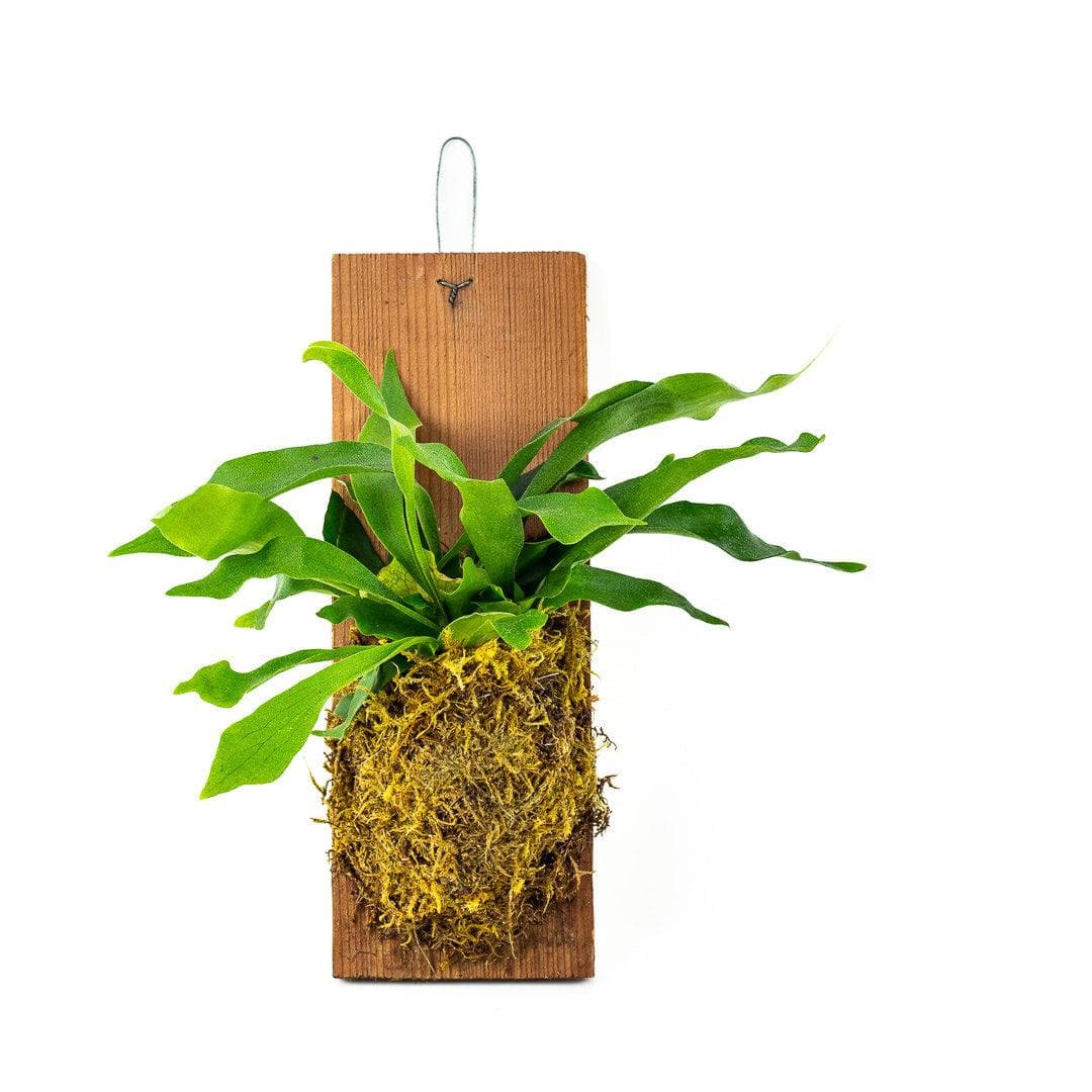 Wood Mounted Staghorn Fern - Green Fresh Florals + Plants