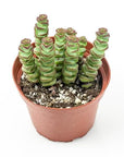 Worm Plant 4" Green Fresh Florals + Plants