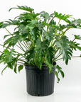Xanadu Philodendron - Green Fresh Florals + Plants
