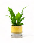 Yellow Bombastic Minute Pot - Green Fresh Florals + Plants