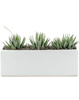 Zebra Haworthia Trio Planter - Green Fresh Florals + Plants