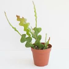 Zig Zag Cactus - Green Fresh Florals + Plants