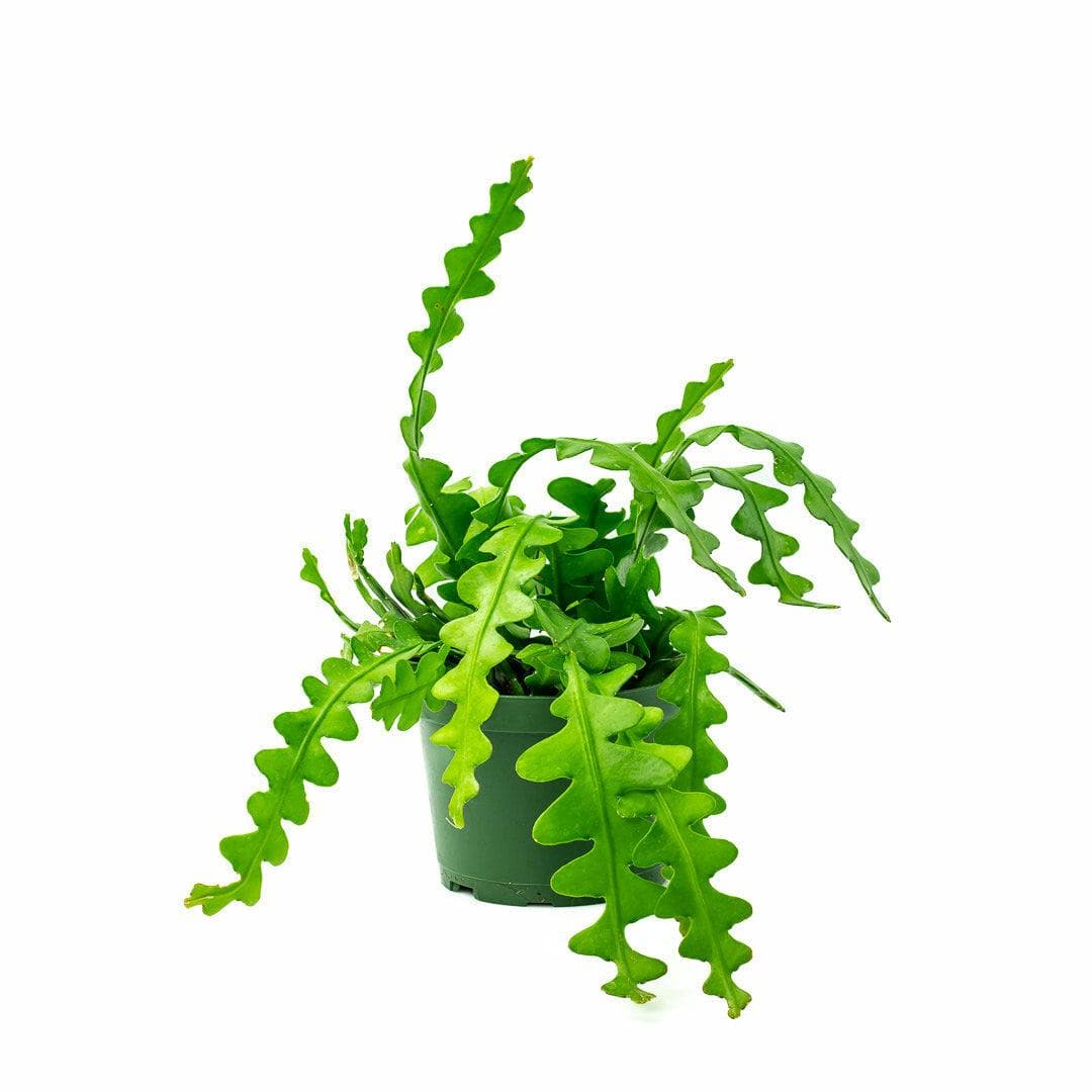 Zig Zag Cactus - Green Fresh Florals + Plants