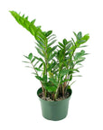 ZZ Plant - Green Fresh Florals + Plants