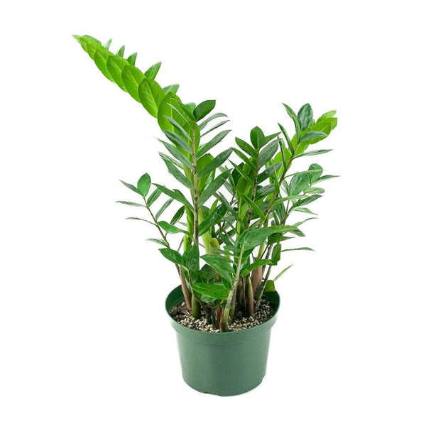 ZZ Plant - Green Fresh Florals + Plants
