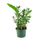 ZZ Plant - Green Fresh Florals + Plants